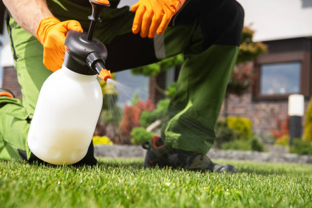Best Termite Control Services  in Mcchord Af, WA