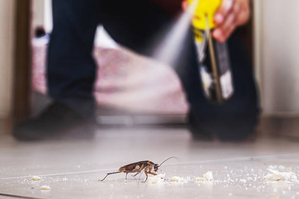 Best Mosquito Control Services  in Mcchord Af, WA
